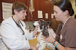 Vet and tech examining a spaniel during its annual checkup.