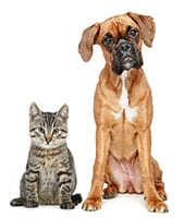 Boxer puppy and cat.