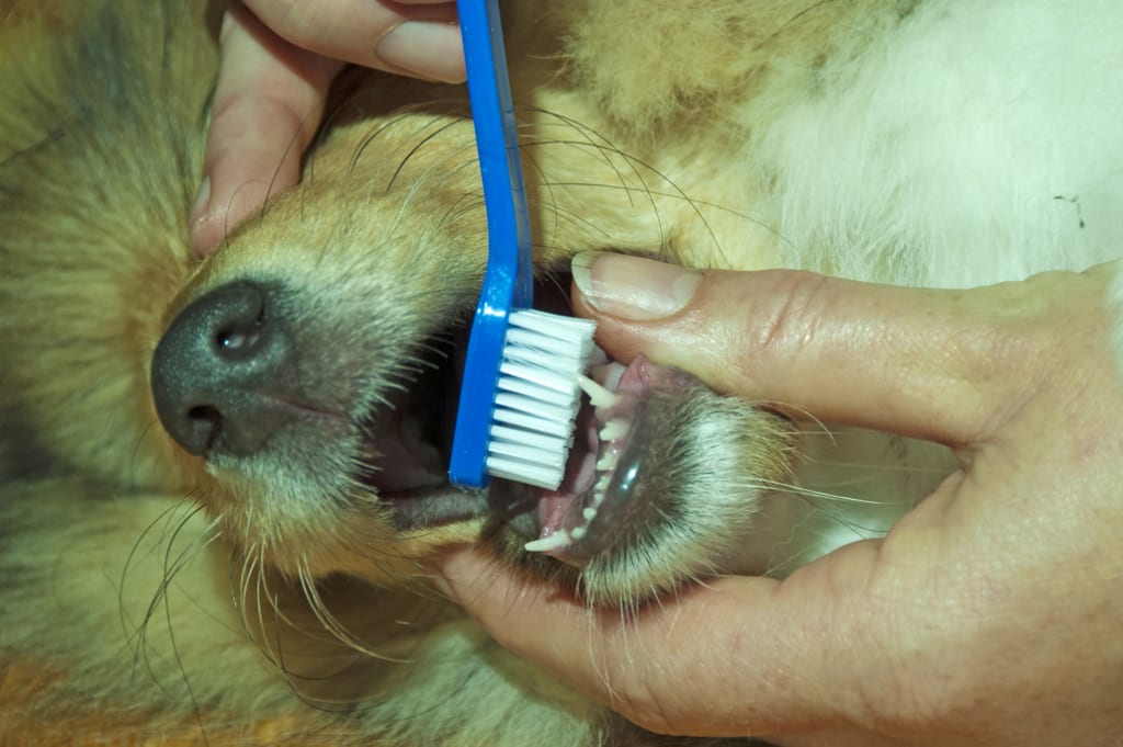 brushing a dogs teeth - Harmony Animal Hospital