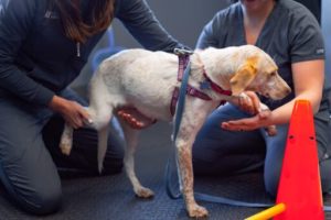 Dog's hind leg being examined while it balances on two legs.
