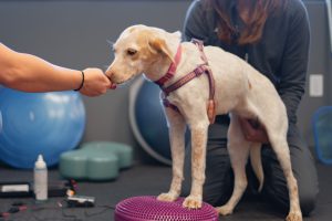 Dog in rehabilitation therapy