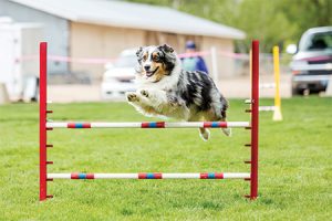 Enhance Performance of Working Dogs