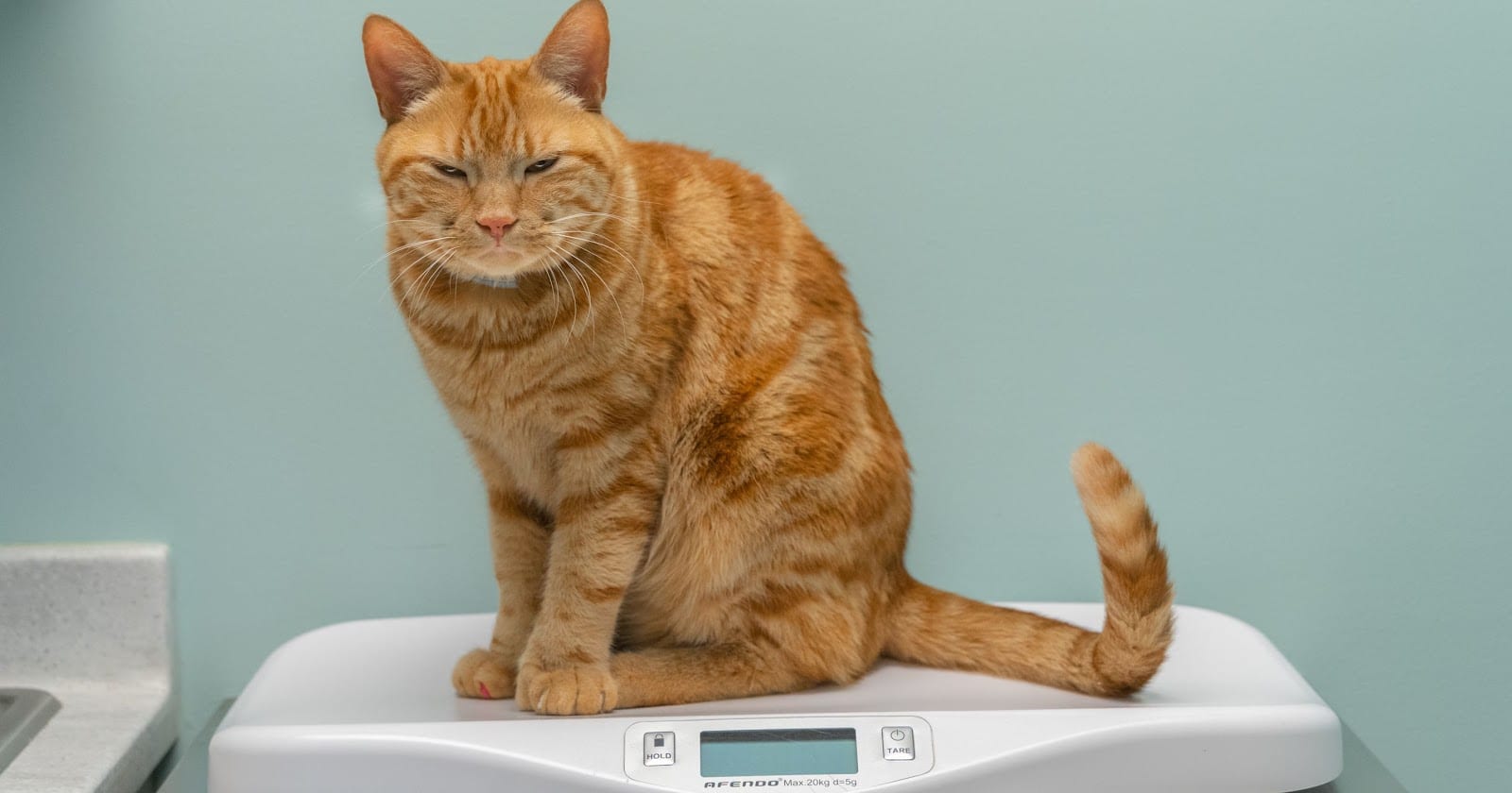 https://www.harmonyanimalhospital.net/wp-content/uploads/2020/06/An-obese-cat.jpg