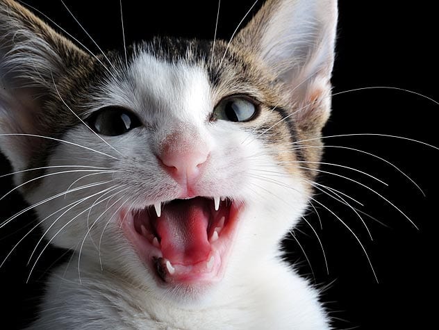 Pet Dental Care How and When Do Cats Lose Baby Teeth 