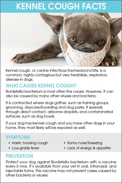 what-dog-owners-need-to-know-about-kennel-cough