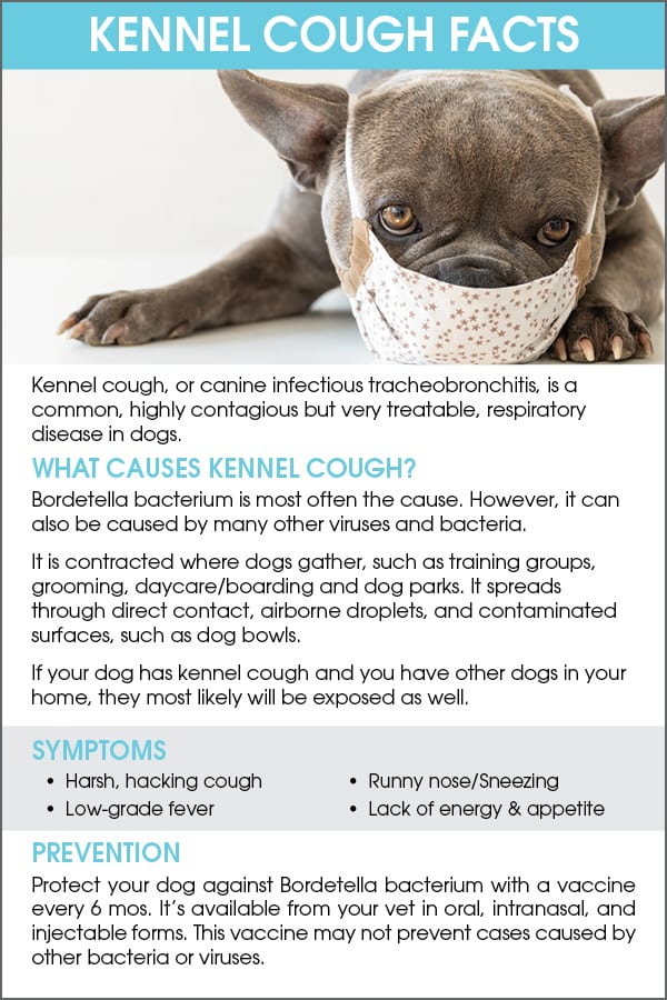 can puppies die from kennel cough
