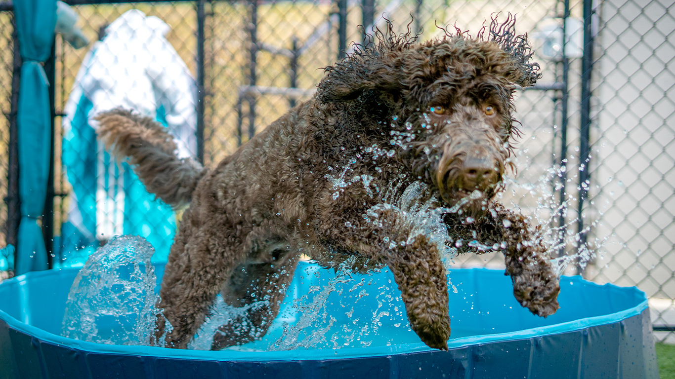 Apex, NC Veterinarians | Animal Hospital | Harmony Animal Hospital