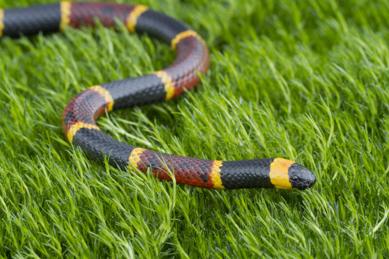 Eastern Coral Snake (Micrurus Fulvius) - Harmony Animal Hospital