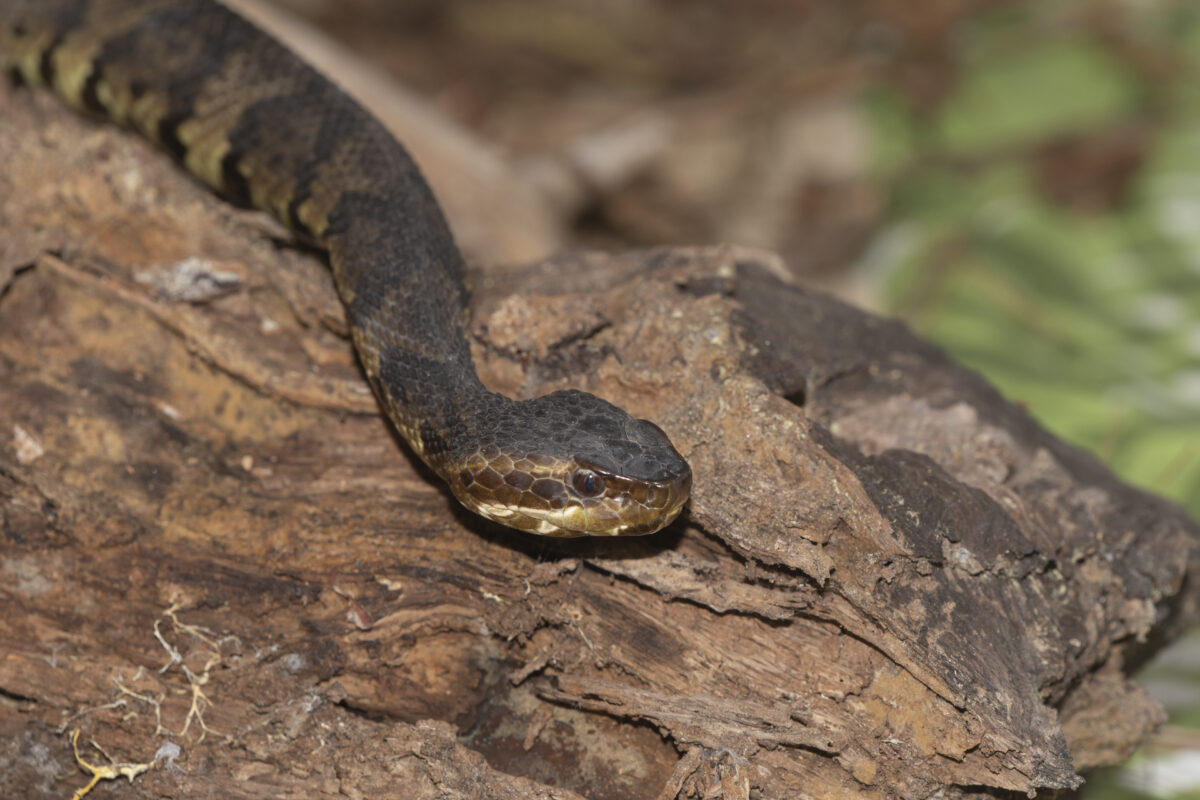 Eastern Cottonmouth (Water Moccasin) In North Carolina - Harmony Animal ...