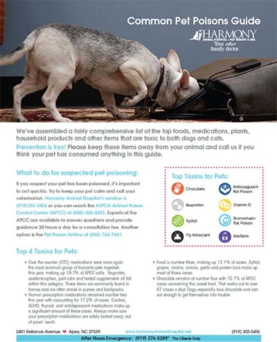 Common Pet Poisons Guide from Harmony Animal Hospital