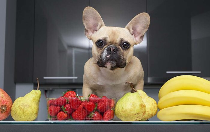 what-fruits-can-dogs-eat-harmony-animal-hospital