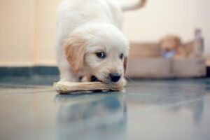 Are All Rawhide Bones Bad for Dogs
