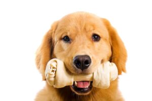 Is Rawhide Bad for Dogs