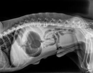 understanding gdv in dogs