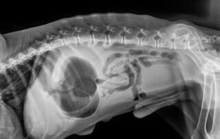 understanding gdv in dogs