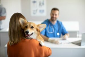 pet owner holding corgi at vet clnic