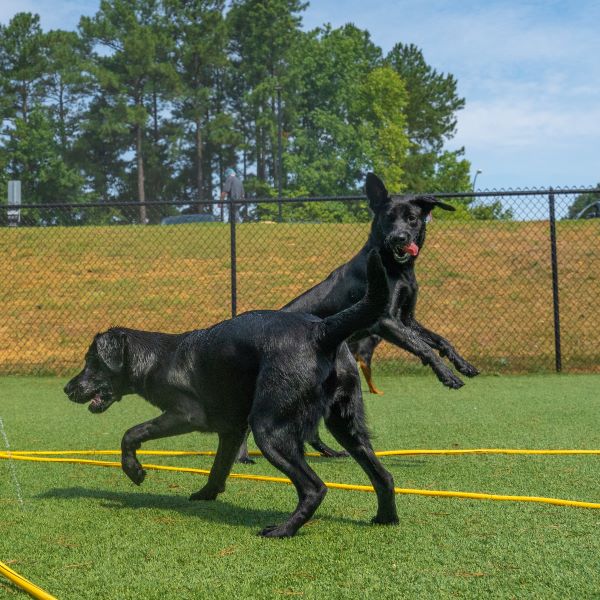 Physical Health Advantages of Dog Daycare