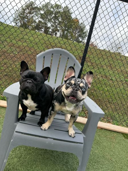 dogs at dog daycare