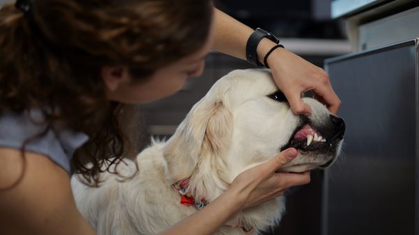 pet dental checkup